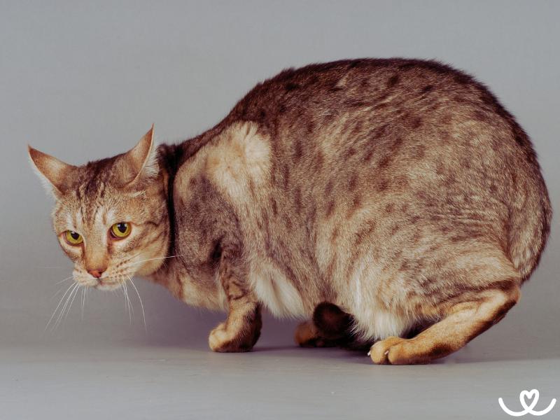 Kocici-plemeno-ocicat (3)